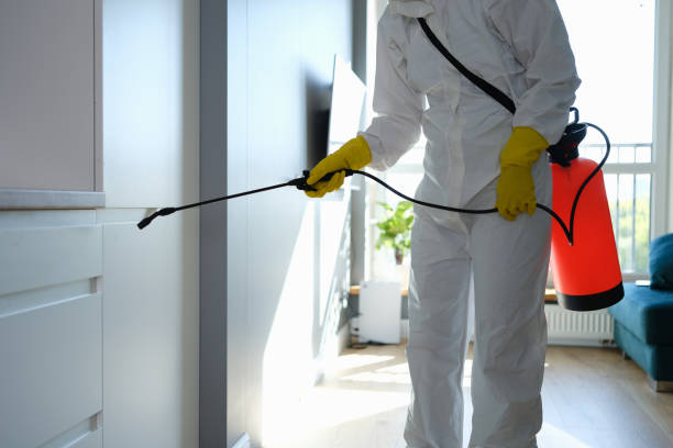 Attic Mold Removal in Tuolumne City, CA