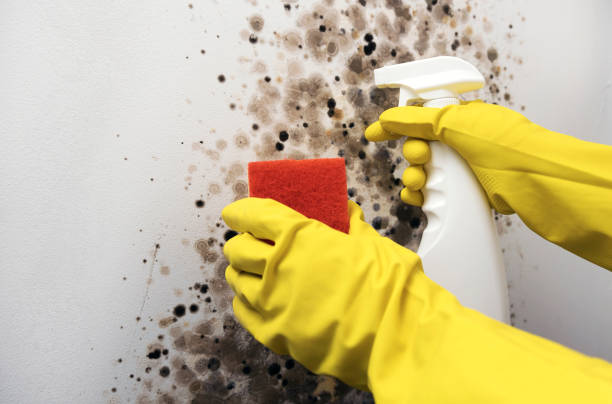 Best Commercial Mold Removal  in Tuolumne City, CA