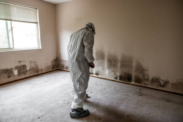 Professional Mold Removal in Tuolumne City, CA