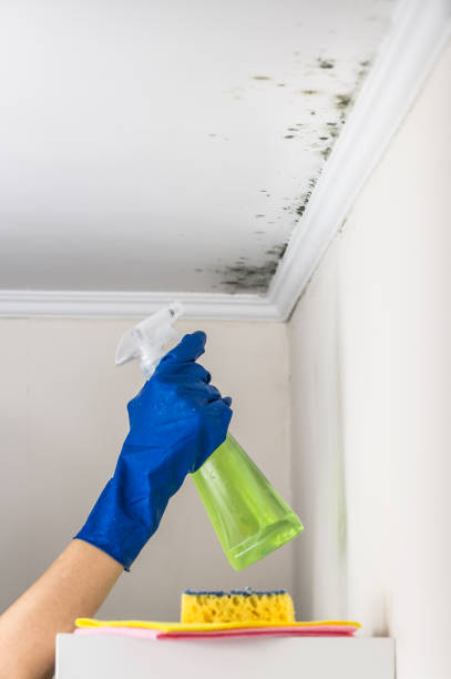 Best Home Mold Removal  in Tuolumne City, CA